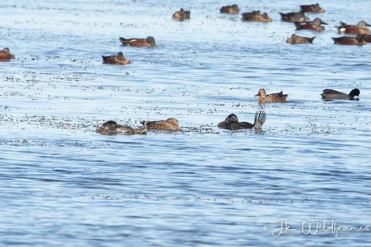 Musk Duck - JK Malkoha