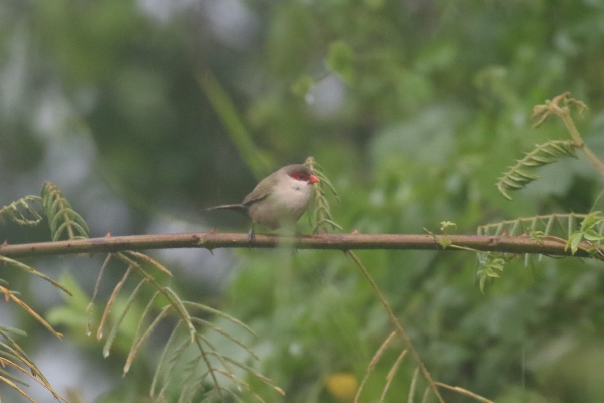 Common Waxbill - Fikret Ataşalan