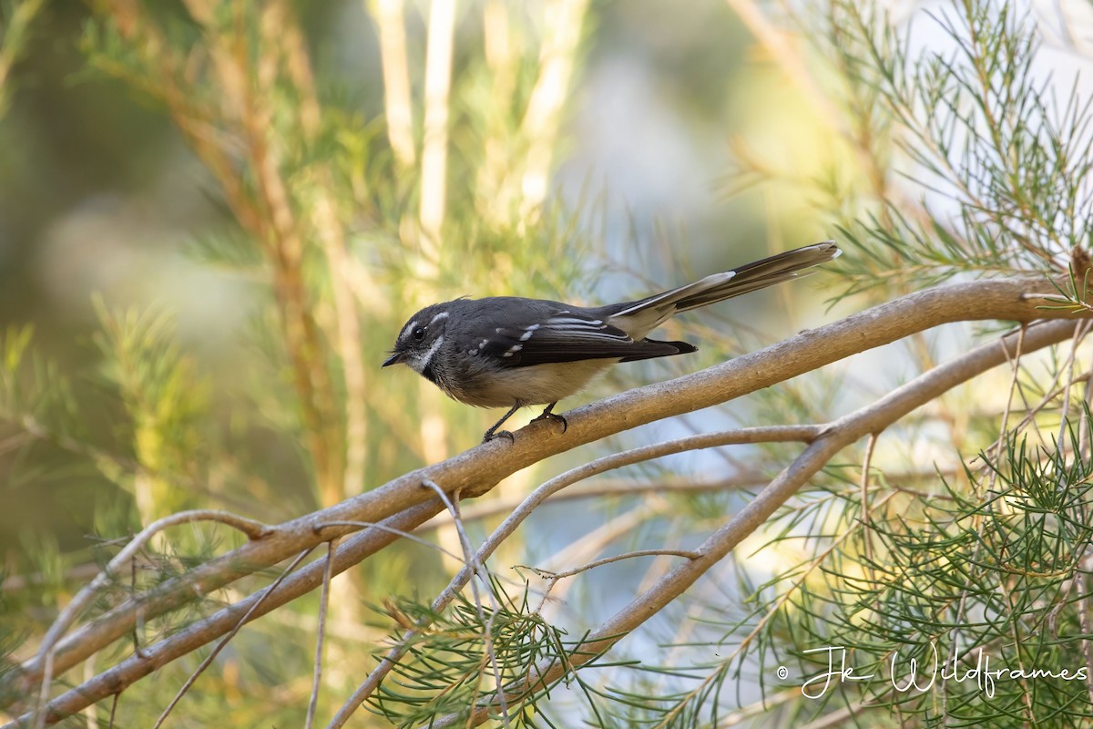 Gray Fantail (preissi) - JK Malkoha