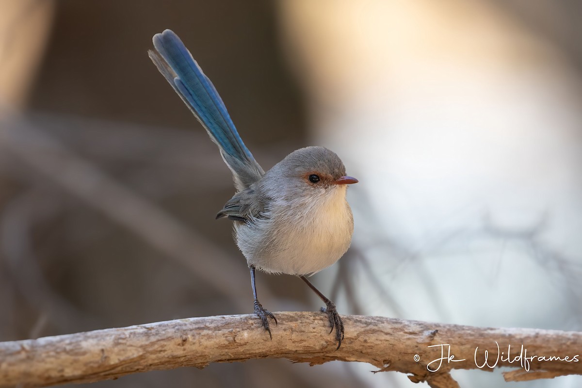 Splendid Fairywren - JK Malkoha