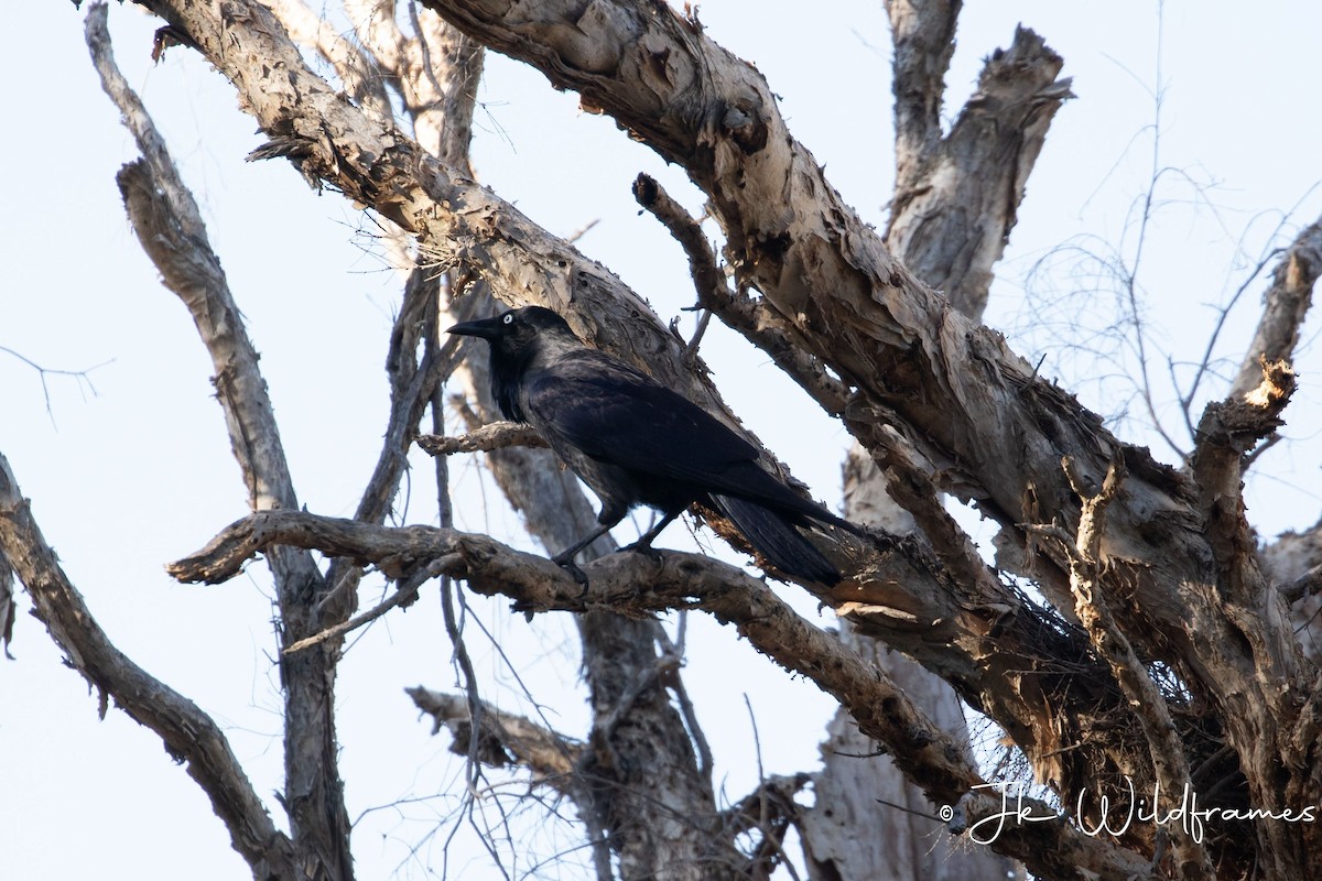 Australian Raven - JK Malkoha