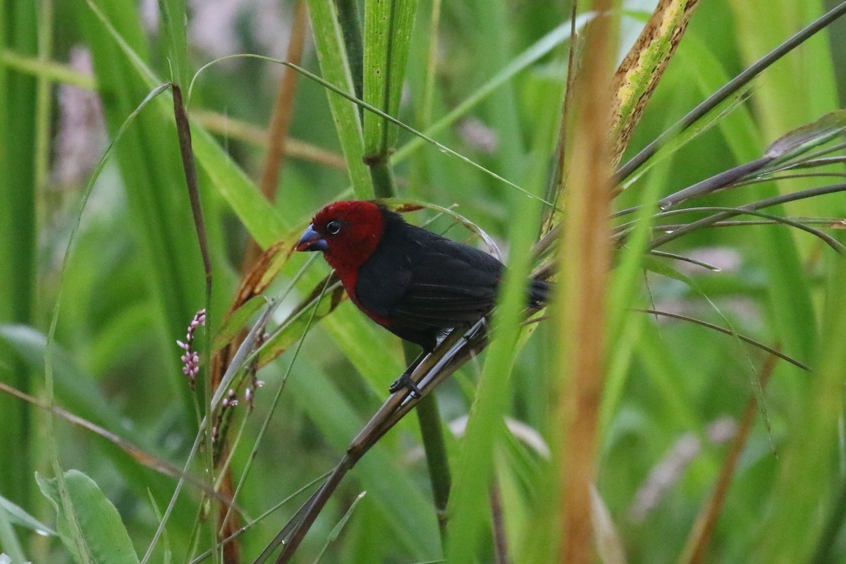 Red-headed Bluebill - ML618199846