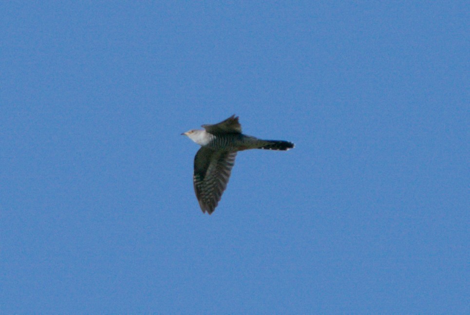 Common Cuckoo - Carl Miller