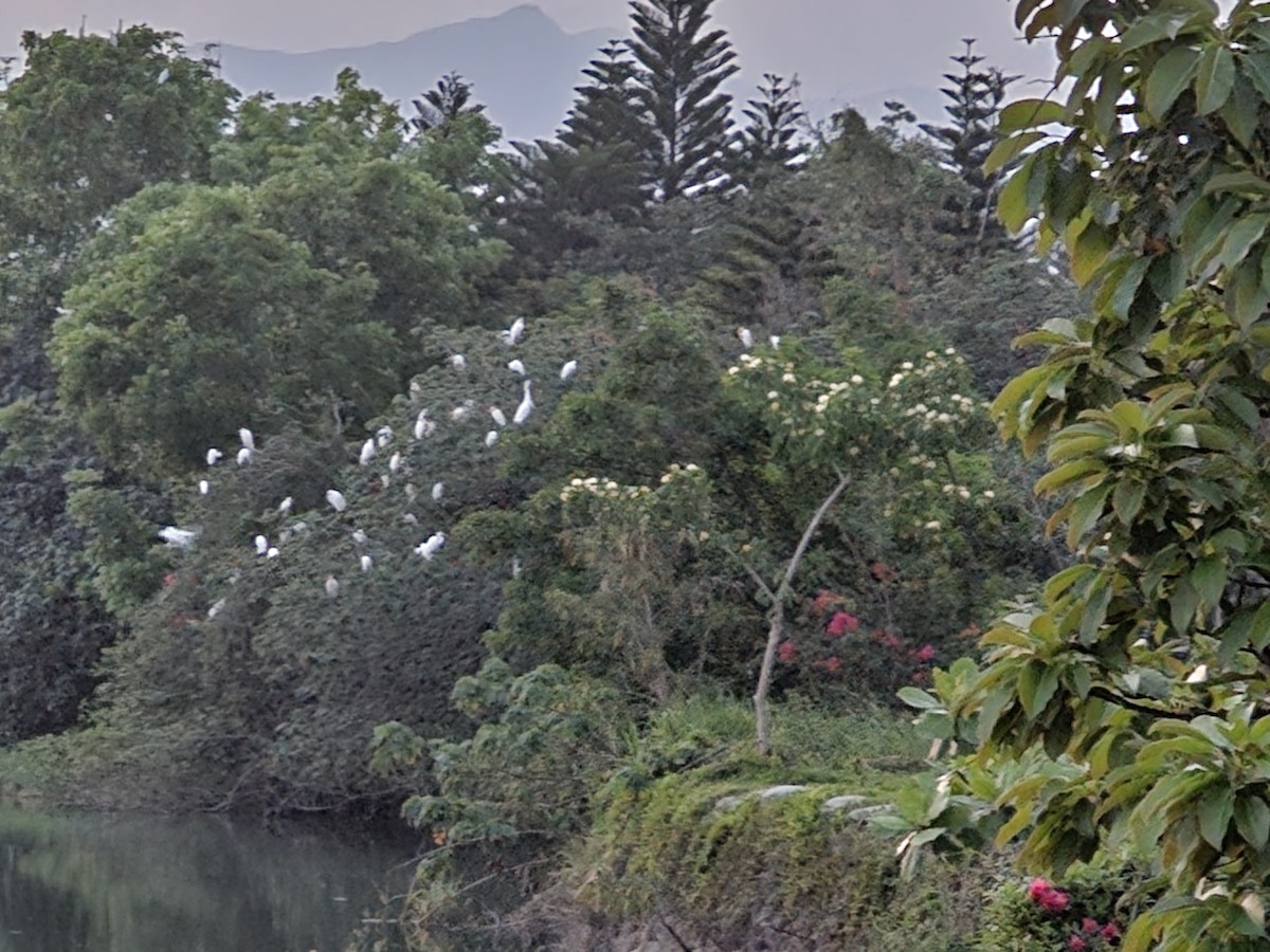 Eastern Cattle Egret - ML618199858