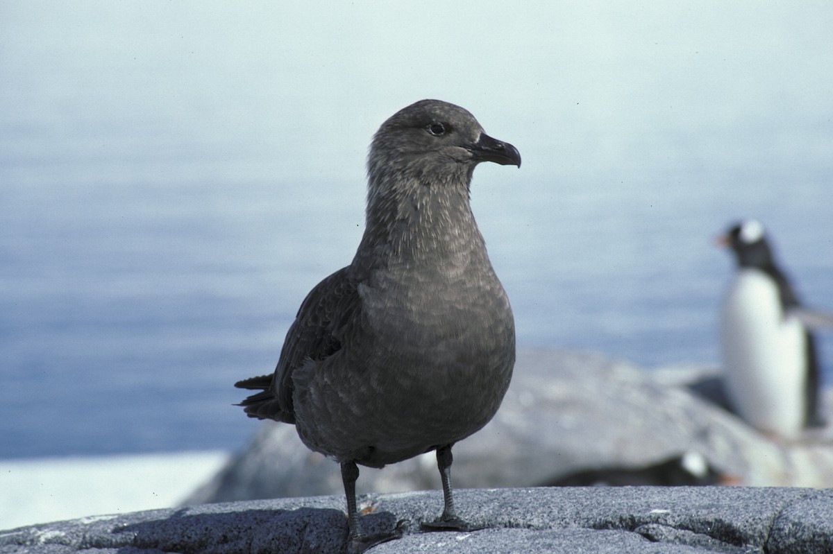 South Polar Skua - ML618199872