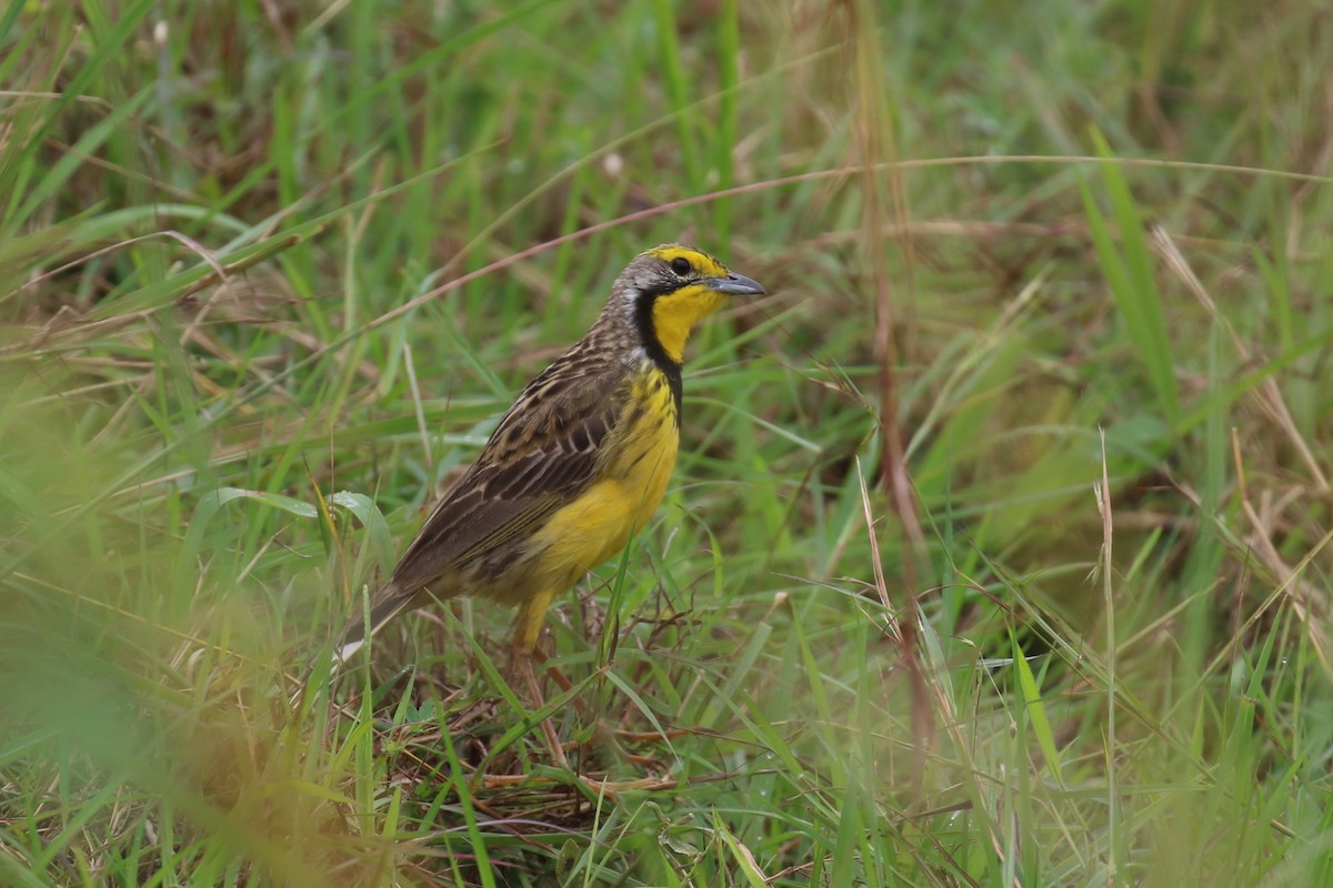 Yellow-throated Longclaw - Fikret Ataşalan