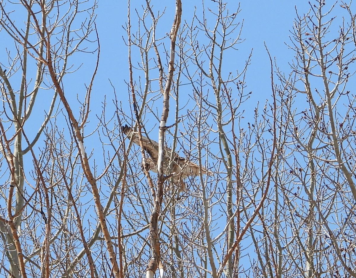 Ferruginous Hawk - Joanna Clark