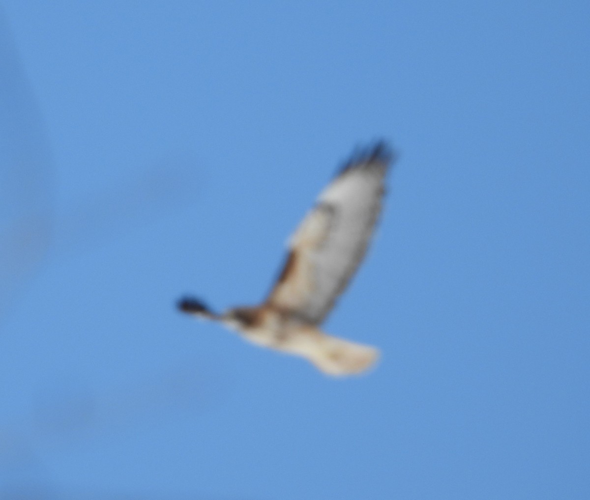 Ferruginous Hawk - Joanna Clark