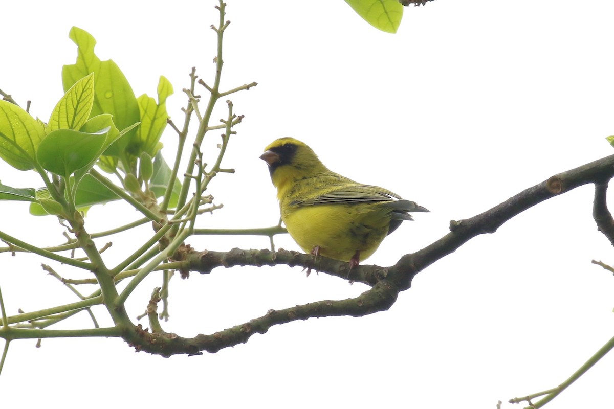 Serin à diadème - ML618199886