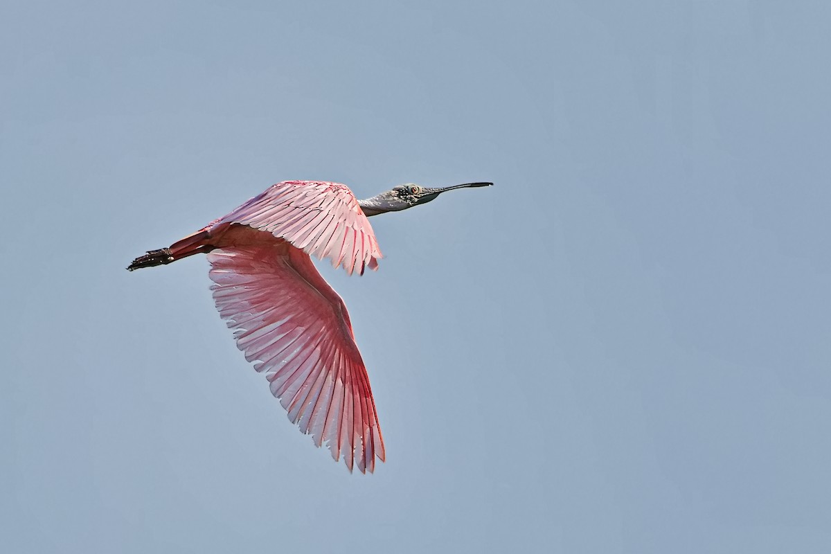 Roseate Spoonbill - ML618199898