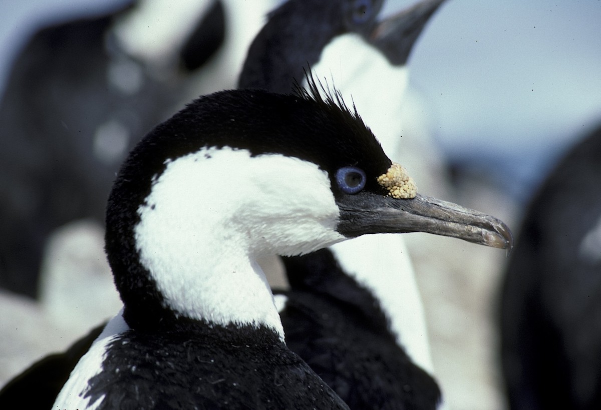 Cormoran antarctique - ML618199913