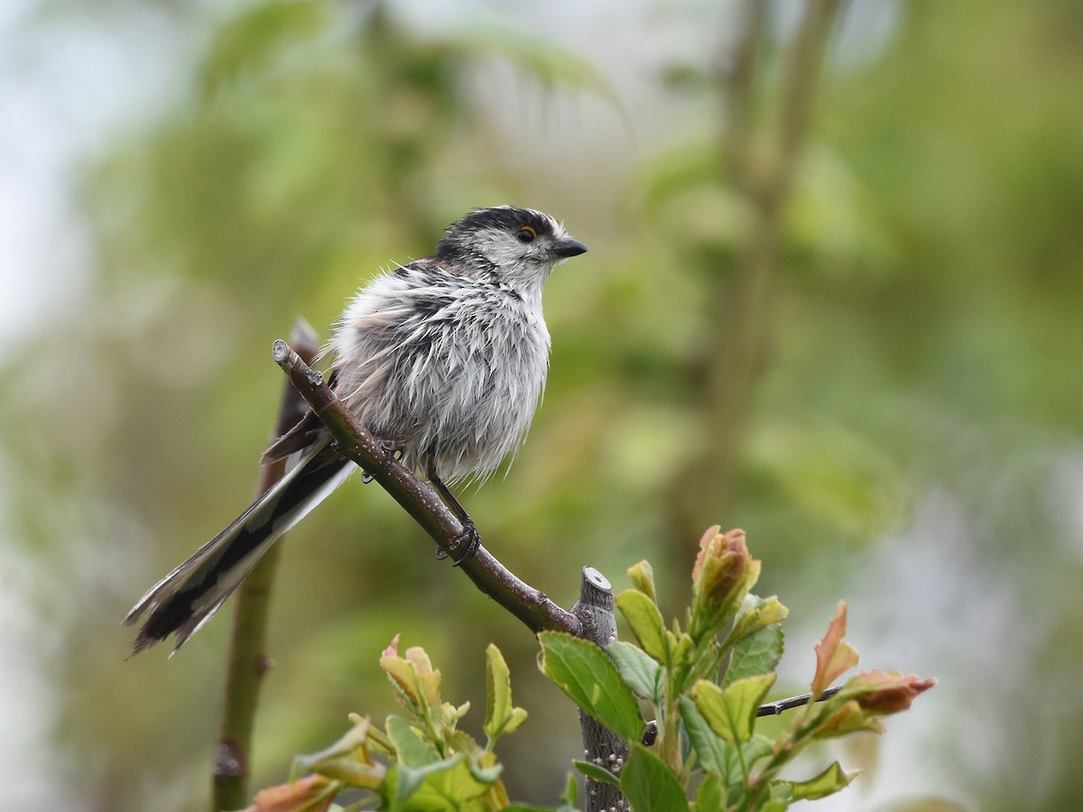 Long-tailed Tit - ML618199920