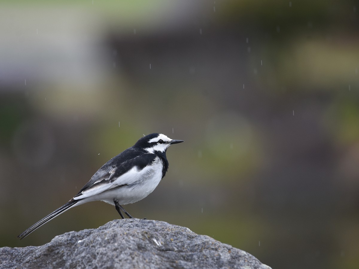 White Wagtail - Yojiro Nagai