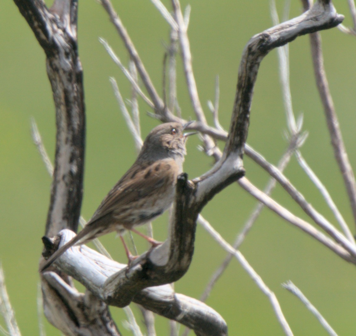 Dunnock - Carl Miller