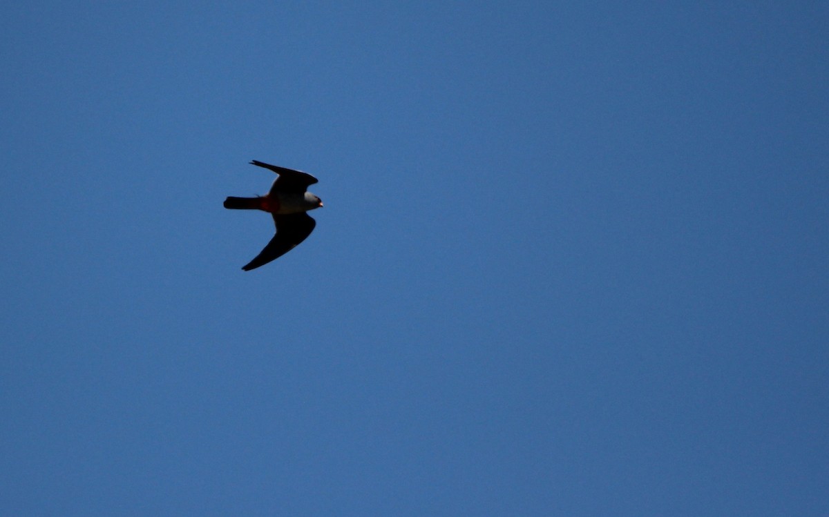 Red-footed Falcon - Quim Minoves