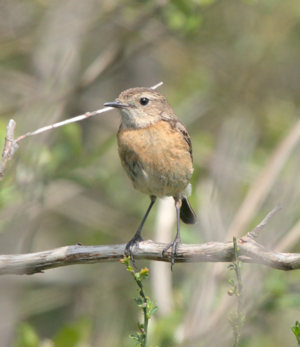 European Stonechat - ML618199935