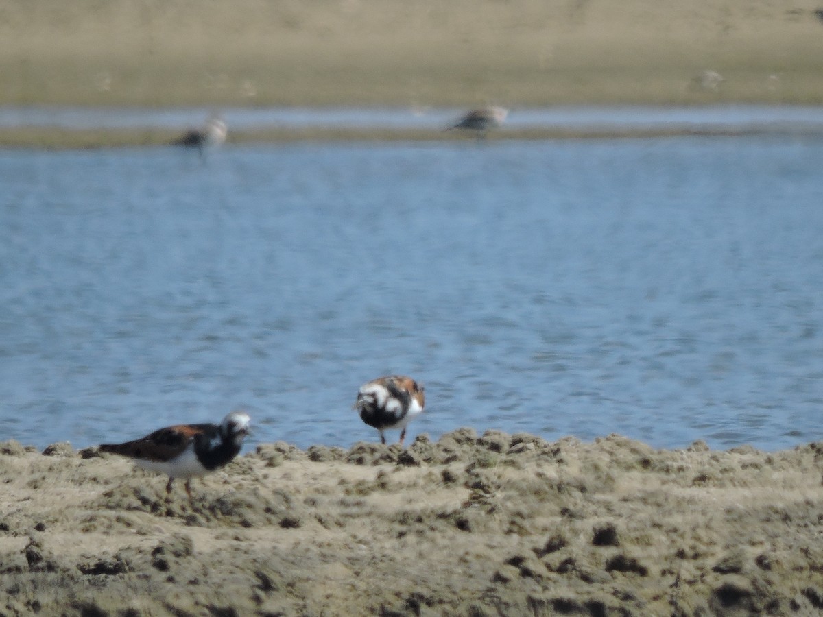 Ruddy Turnstone - ML618199939