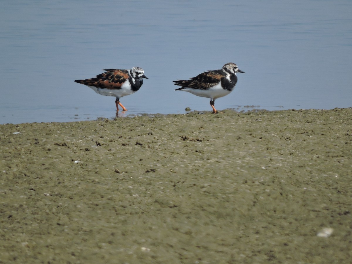 Ruddy Turnstone - ML618199940