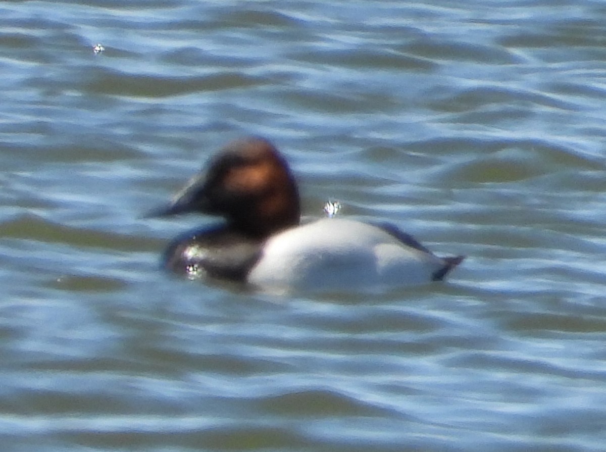 Canvasback - Joanna Clark