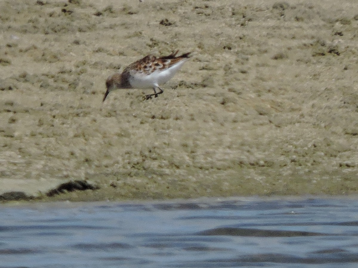 Little Stint - Siva T