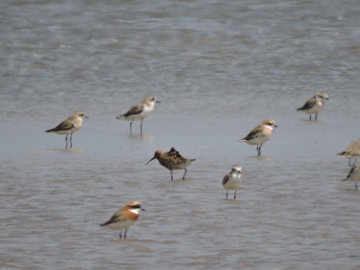 Curlew Sandpiper - Siva T