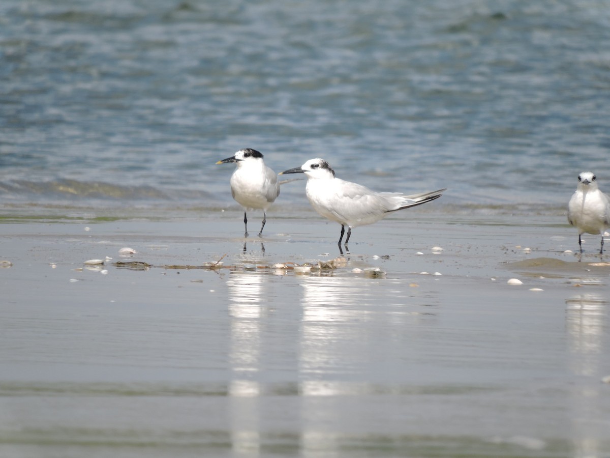 Sandwich Tern - Siva T