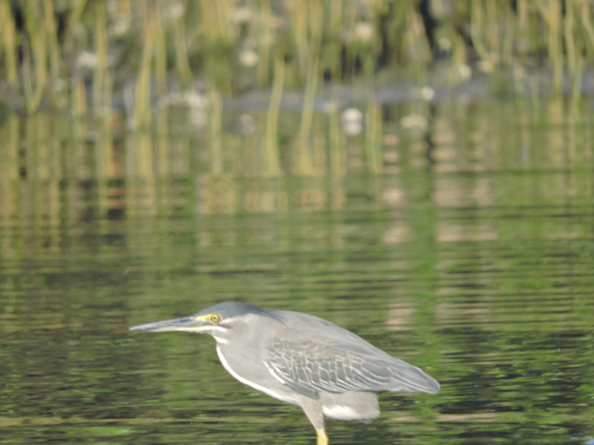 Striated Heron - ML618199971