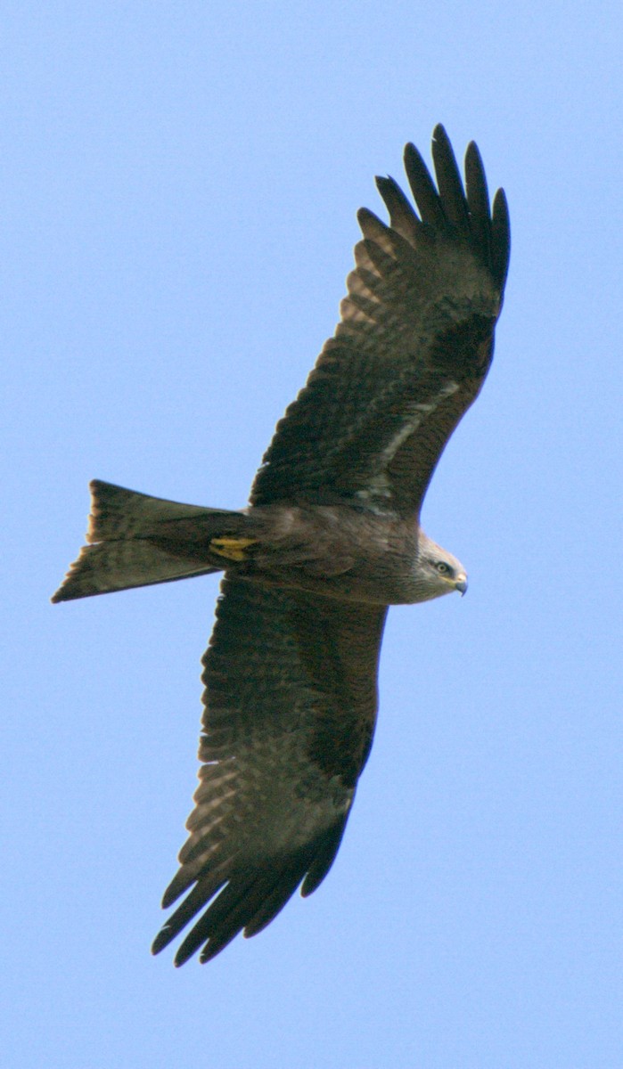 黑鳶 - ML618199979