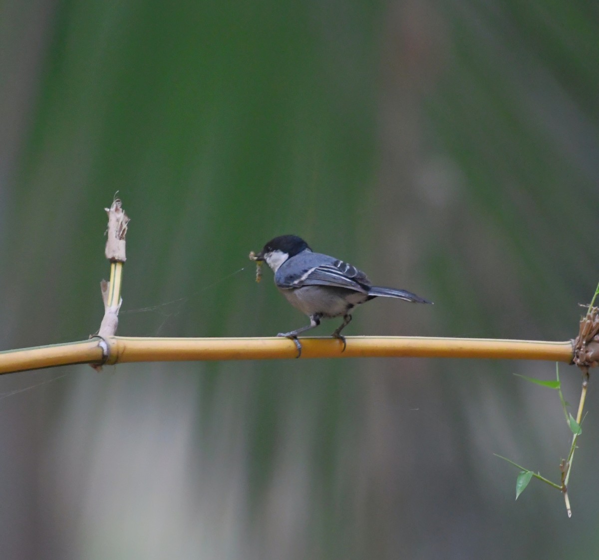 Cinereous Tit - ML618199980