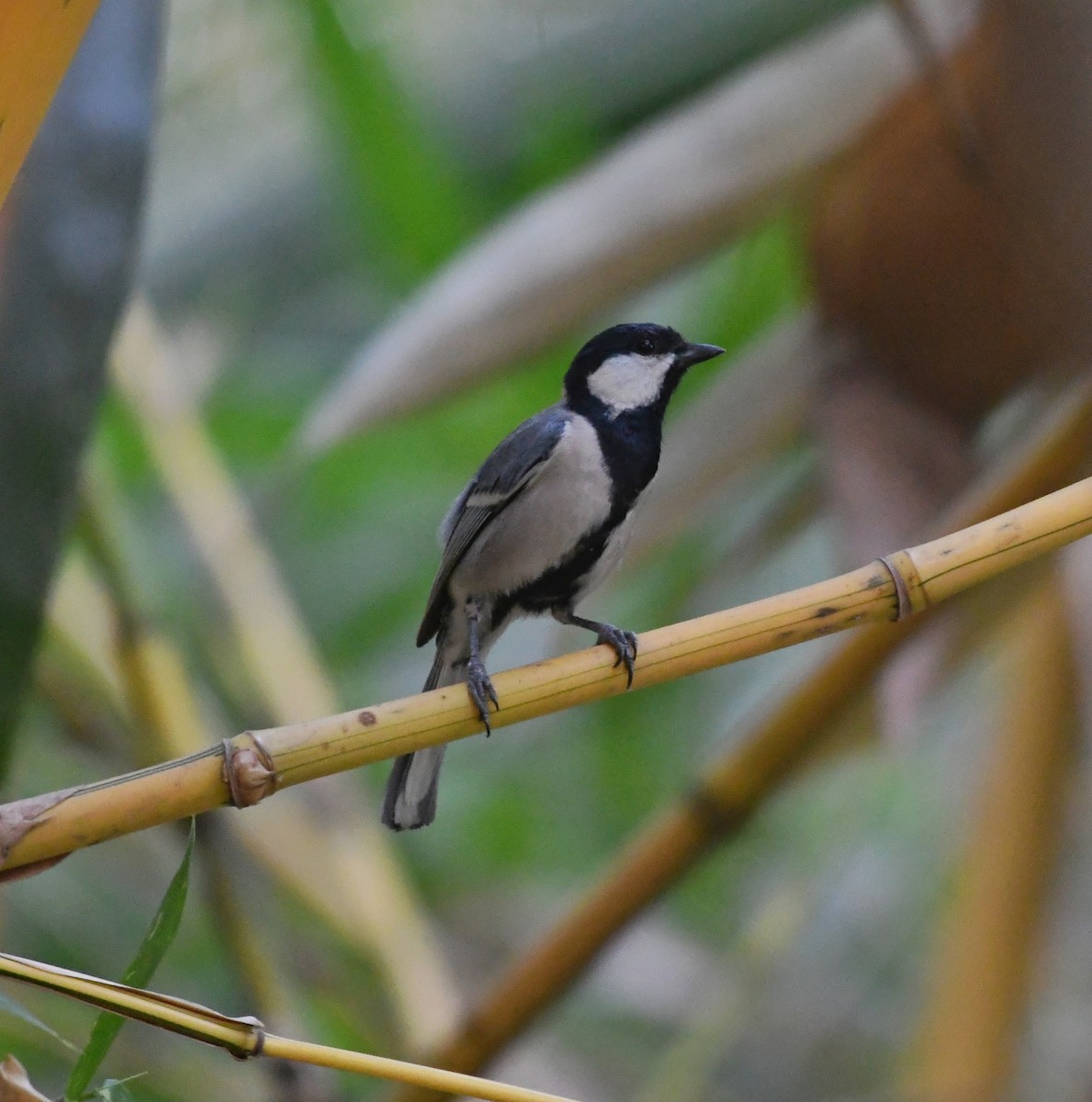 Cinereous Tit - ML618199981