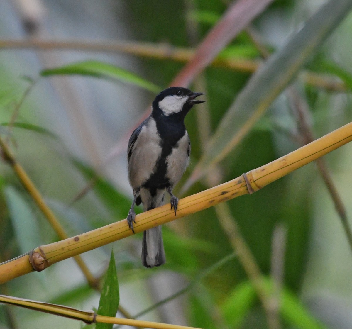 Cinereous Tit - ML618199982