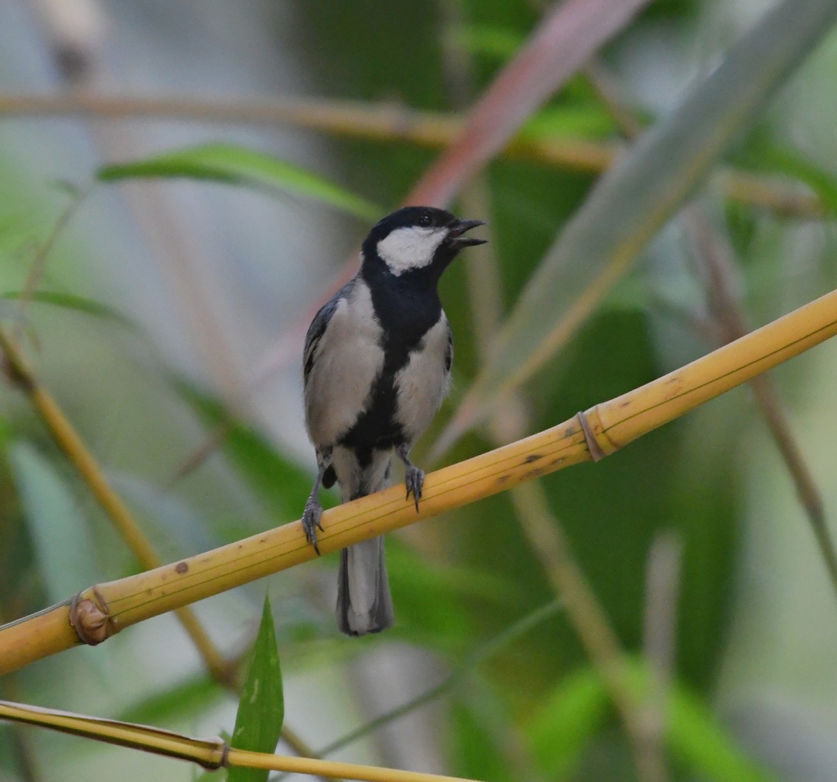 Cinereous Tit - ML618199983