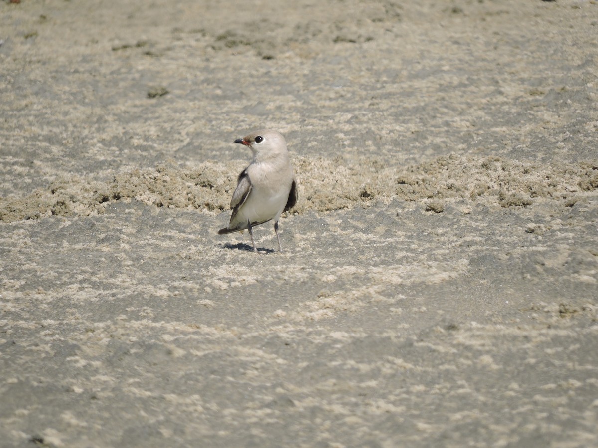 Small Pratincole - ML618199996