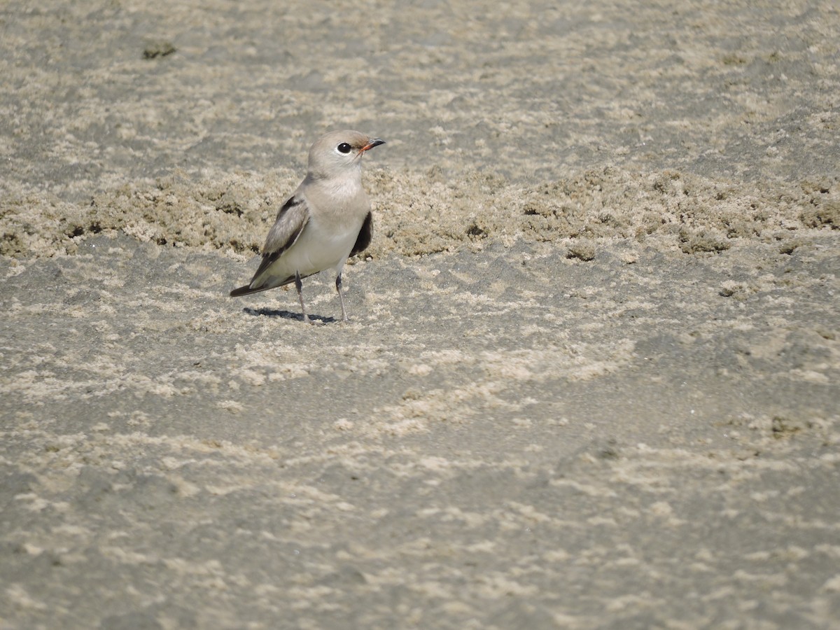 Small Pratincole - Siva T