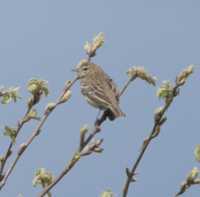 Tree Pipit - ML618200004