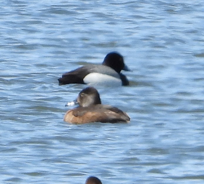 Lesser Scaup - Joanna Clark