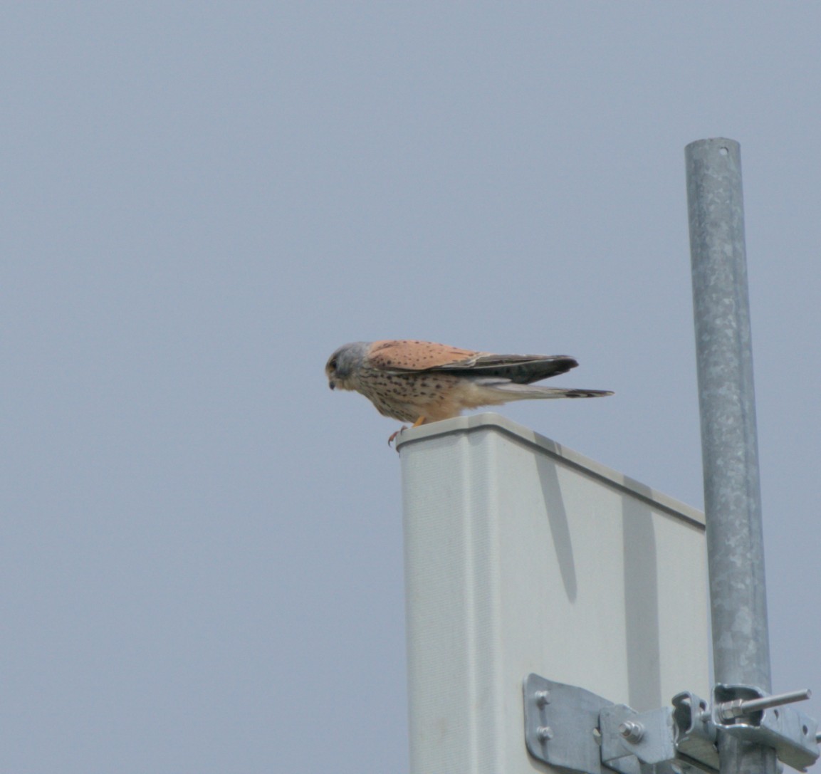 Eurasian Kestrel - ML618200015