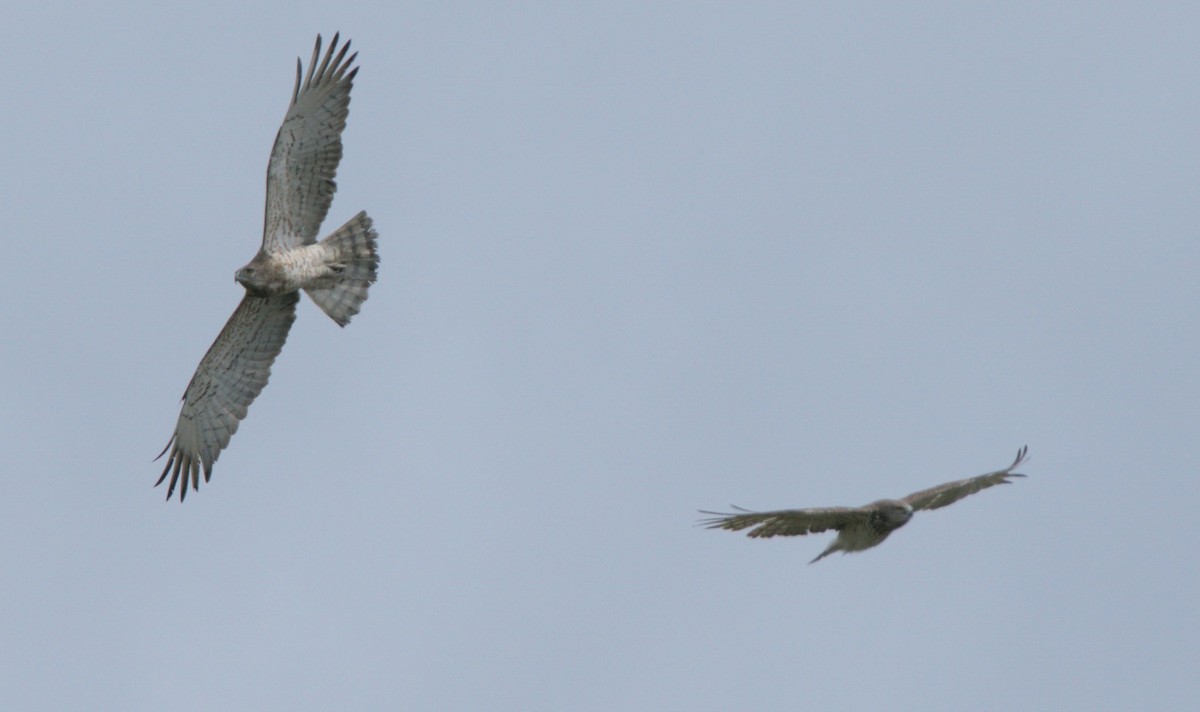 Short-toed Snake-Eagle - ML618200019