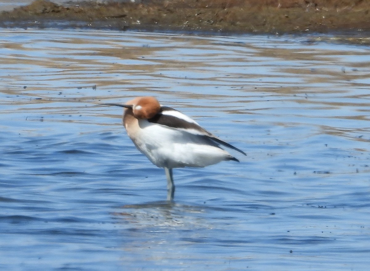 American Avocet - Joanna Clark