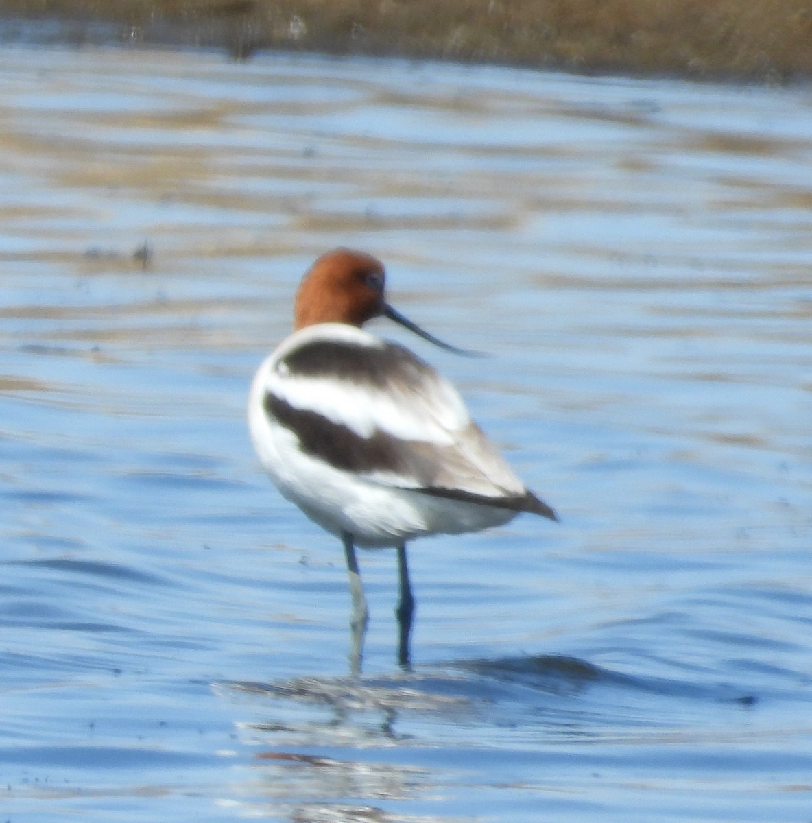 American Avocet - Joanna Clark