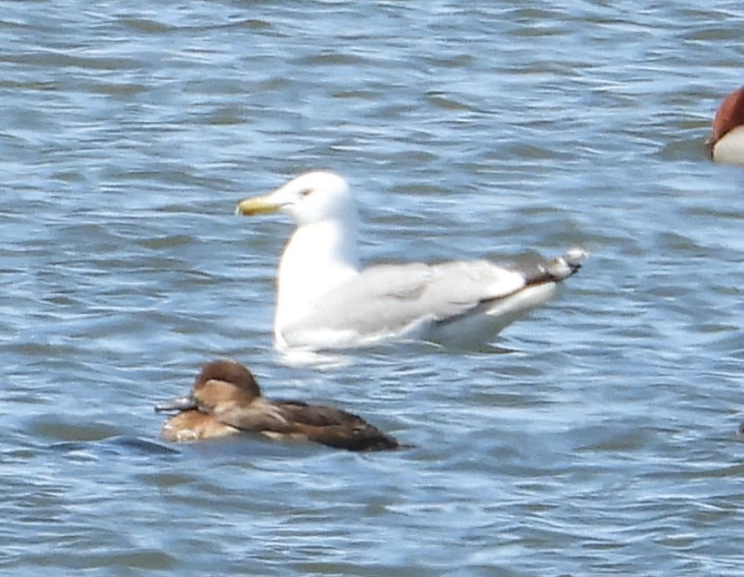 California Gull - Joanna Clark