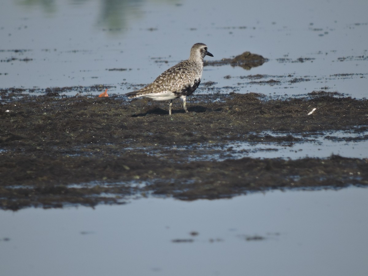 Black-bellied Plover - ML618200057