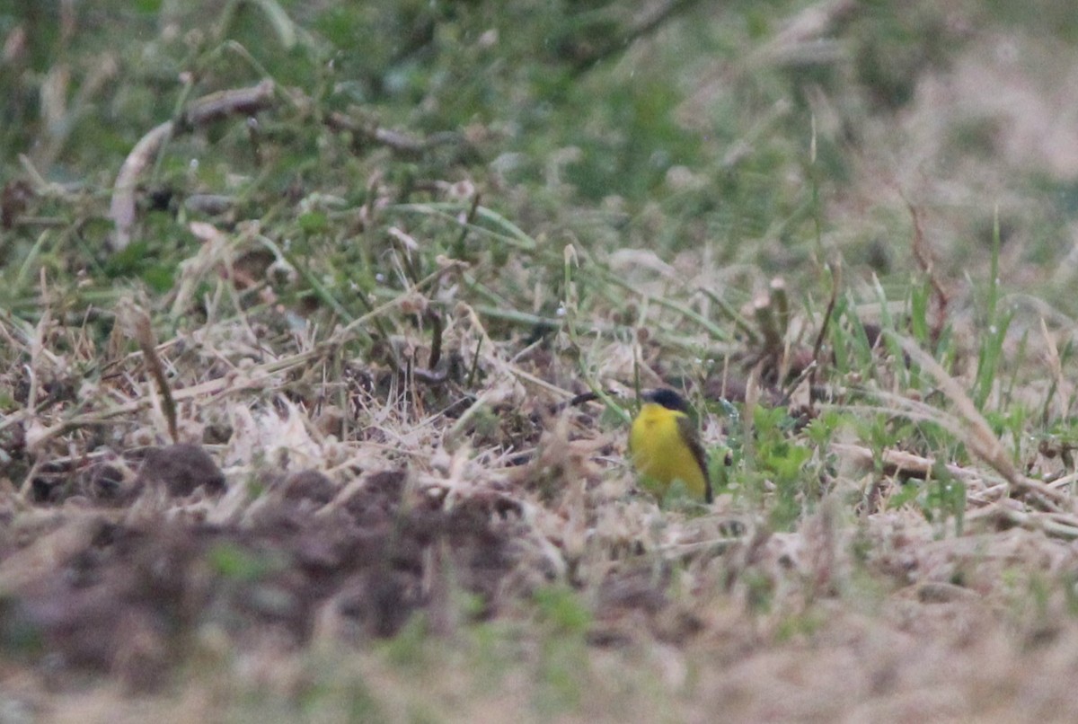 Western Yellow Wagtail (thunbergi) - Quim Minoves