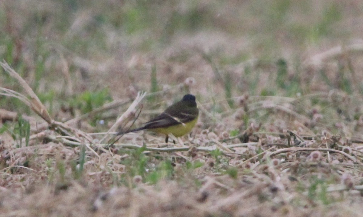 Western Yellow Wagtail (thunbergi) - Quim Minoves