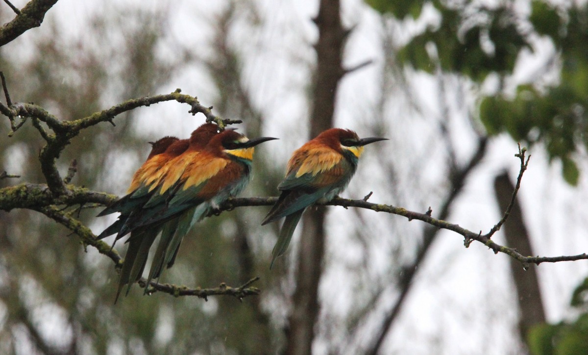 European Bee-eater - Quim Minoves