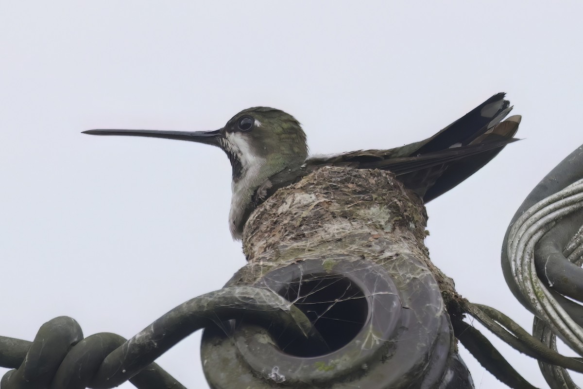 Long-billed Starthroat - Gareth Bowes