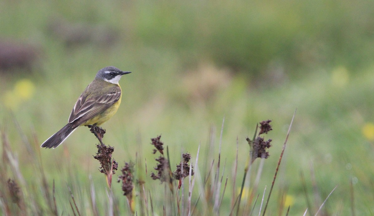 Western Yellow Wagtail - Quim Minoves