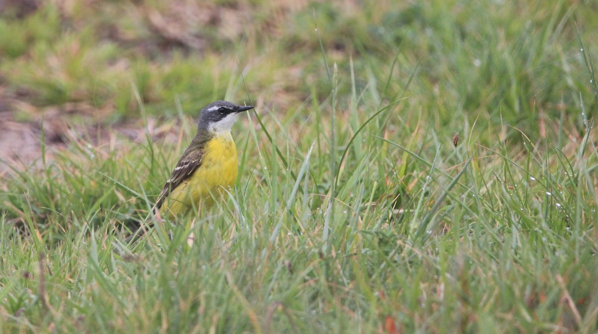 Western Yellow Wagtail - Quim Minoves