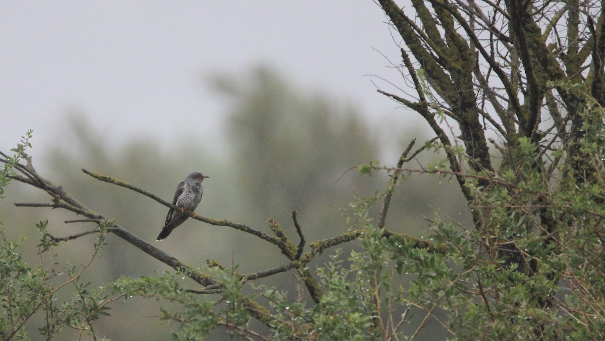 Common Cuckoo - Quim Minoves