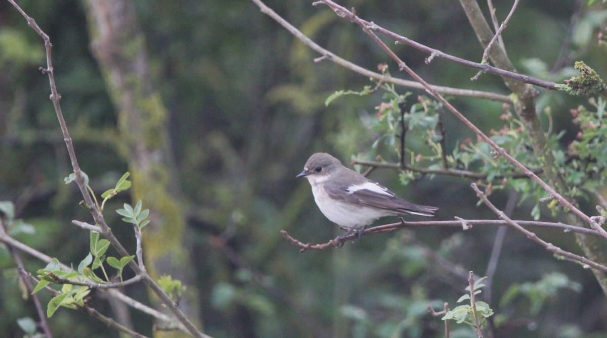 European Pied Flycatcher - Quim Minoves